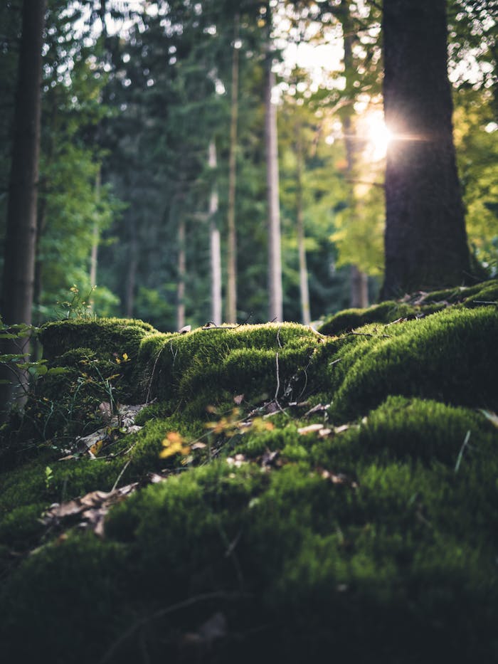 Sunlight filtering through trees on a moss-covered forest floor in Germany. Tranquil and natural setting.