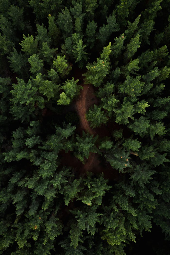 Stunning aerial drone view of a dense evergreen forest, showcasing rich greenery and natural tranquility.